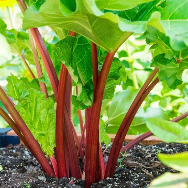 Votaniki XXL Victoria Rhubarb Crown - Perennial, High Yielding Rhubarb Crown Ready to Plant | Perfect for Home Gardeners - Easy to Grow and Low Maintenance