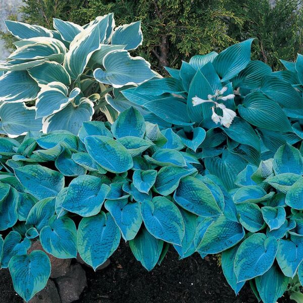 Votaniki Blue Streak Hosta Mixture Bare Root for Planting - Perennial Blue Leaf Hosta, Bell Shaped Blooms & Heart Shaped Leaves| Easy to Grow and Low Maintenance