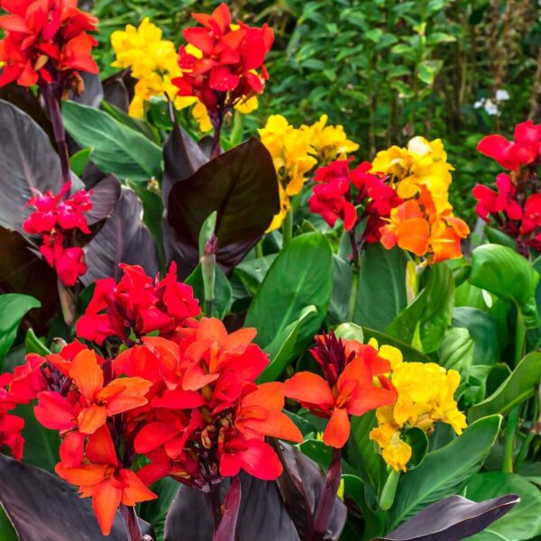 Votaniki Mix Canna Lily Bulbs - Long Lasting Blooms, Perennial Canna Bulb for Planting | Stunning Garden Display - Easy to Grow and Low Maintenance