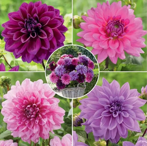 Votaniki Dahlia Lavender Blush Mix Tuber - Perennial, Large Blooms, Dahlia Dinnerplate Lavender Blush Tubers for Planting - Hardy and Reliable for Yearly Blooms