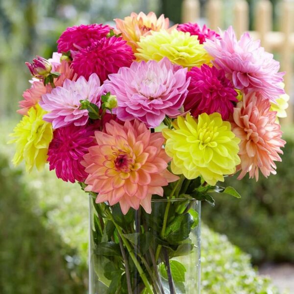 Votaniki Dahlia Summer Jewels Mix Tubers - Perennial, Versatile, Long Blooming Period - Vibrant and Colorful Addition to Any Garden | Low Maintenance & Easy to Grow