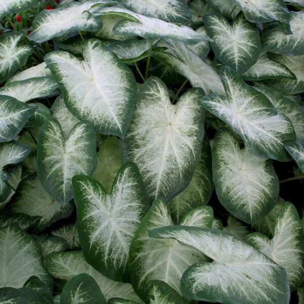 Votaniki Aaron Caladium Bulbs - Perennial, Striking Foliage Display - Caladium Bulbs for Planting | Colorful and Low Maintenance Plant - Perfect for Indoor and Outdoor Use