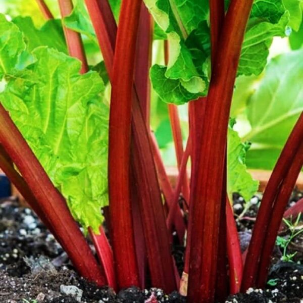 Votaniki XXL Victoria Rhubarb Crown - Perennial, High Yielding Rhubarb Crown Ready to Plant | Perfect for Home Gardeners - Easy to Grow and Low Maintenance