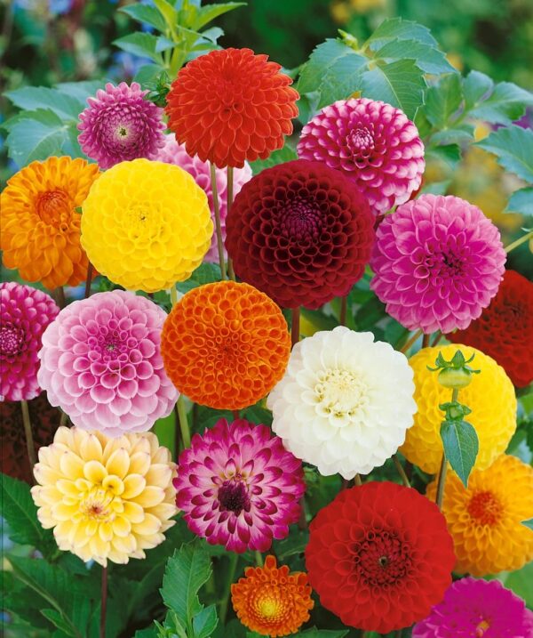 Votaniki Dahlia Round Ball Pompom Pom Pon Mix Tuber - Perennial, Long Lasting Blooms, Versatile Pompon Dahlia Tuber for Planting | Perfect Addition to Any Garden