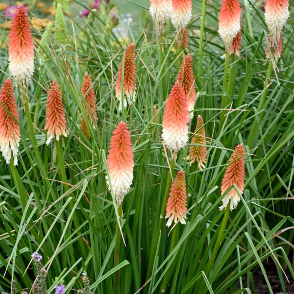 Votaniki High Roller Kniphofia Bare Root - Perennial, Vibrant Red and Yellow Flowers | Red Hot Poker - Perfect for Landscaping, Borders, and Containers