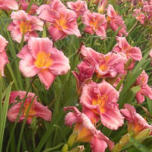 Votaniki Rosy Returns Daylily - Perennial, Rebloomer Daylily, Large & Fragrant Blooms | Hemerocallis 'Rosy Returns' Bare Root for Planting - Early Summer Flower