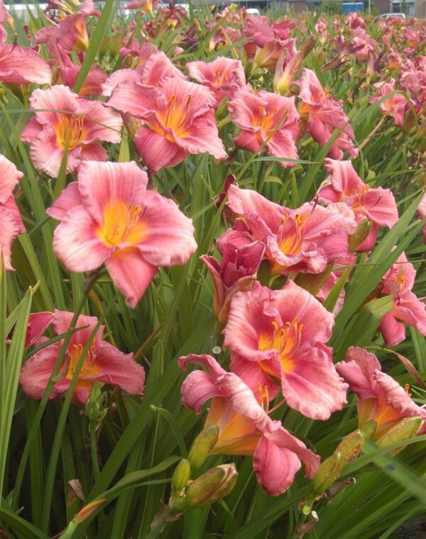 Votaniki Rosy Returns Daylily - Perennial, Rebloomer Daylily, Large & Fragrant Blooms | Hemerocallis 'Rosy Returns' Bare Root for Planting - Early Summer Flower