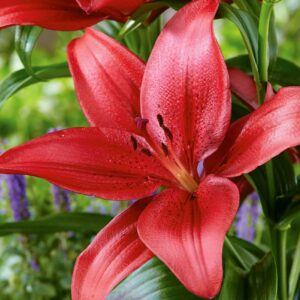 Votaniki Commander in Cheif Lily Bulbs - Fragrant, Perennial, Large Flowering Lily Bulbs | Striking Appearance and Easy Care - Perfect Addition to Any Garden