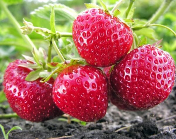 Votaniki Strawberries Honeoye Bare Root - Large Berry, High Yielding Perennial Junebearing Strawberry Plants | Perfect fo Container & Ground Cover - Easy to Grow