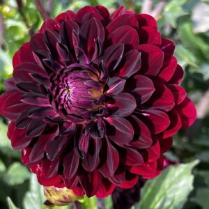 Votaniki Dahlia Blue Bird Tuber - Long Lasting Bloom, Attract Pollinators, Perennial Dahlia Tuber for Planting | Easy to Grow and Low Maintenance