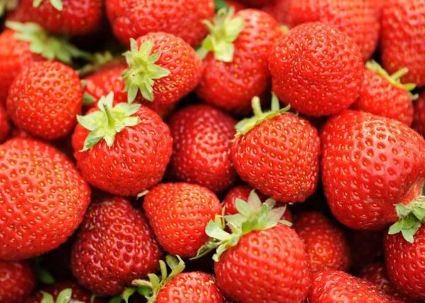 Votaniki Strawberries Honeoye Bare Root - Large Berry, High Yielding Perennial Junebearing Strawberry Plants | Perfect fo Container & Ground Cover - Easy to Grow