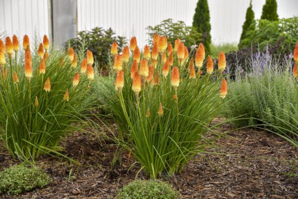 Votaniki Kniphofia Red Hot Poker Plants Bulbs - 5 Perennial Flower Plants Hot Pocker Live Flower Plants Outdoor - Red Lily Spring Planting Flower Bulbs