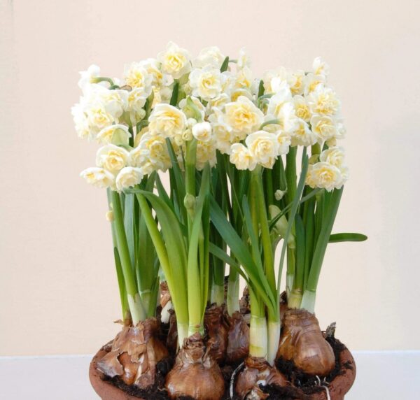 Daffodil Narcissus Erlicheer, Daffodil Bulbs for Fall Planting 10 - Flower Bulbs Bulk