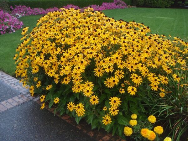 Votaniki Black Eyed Susan Bulbs - Perennial, Yellow Blooming Flower Black Eyed Susan (Rudbeckia Hirta) | Bloom in Late Summer & Early Fall - Easy to Grow