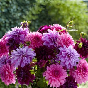 Votaniki Dahlia Lavender Blush Mix Tuber - Large Blooms, Dahlia Dinnerplate Lavender Blush - Perennial Dahlia for Spectacular Garden Display