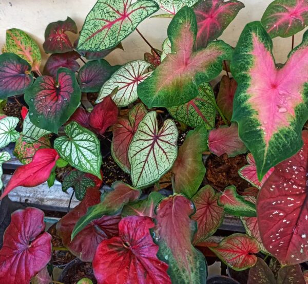 Votaniki Caladium Fancy Mix Bulbs - Perennial, Beautiful & Easy to Grow Caladium Mix Bulbs - Perfect Solution for Garden Enthusiasts | Stylish and Vibrant Caladium