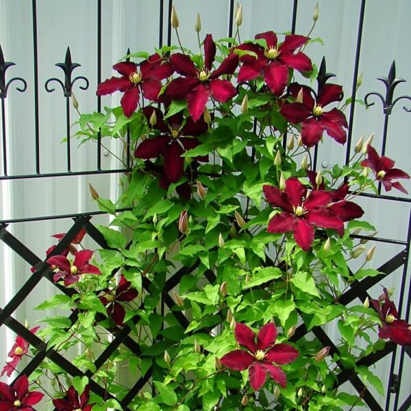 Votaniki Niobe Clematis Root Start - Long Lasting Blooms, Perennial Clematis Flowering Plant - Live Plant, Fast Growing, Low Maintenance, Easy to Care