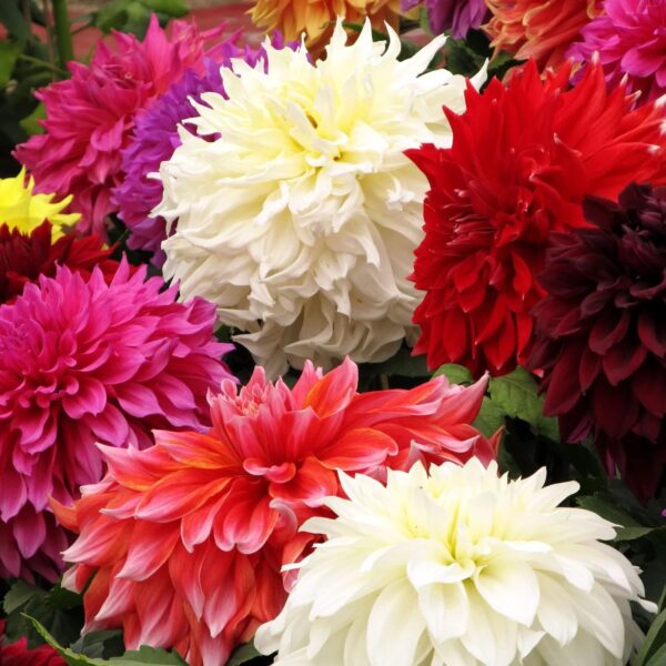 Votaniki Dinnerplate Dahlia Mix Bulbs - Large Blooms, Perennial Dahlia Flowering Bulbs | Easy to Grow, Perfect for Cut, Long Lasting Blooms