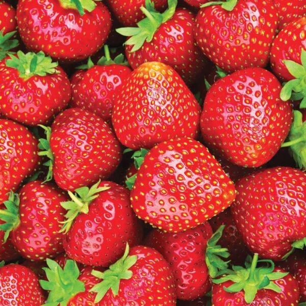 Votaniki Eversweet Strawberry - Perennial Strawberry Bare Roots Ready to Plant | Large Fruits, High Yielding Sweet Strawberry Plants - Easy to Grow