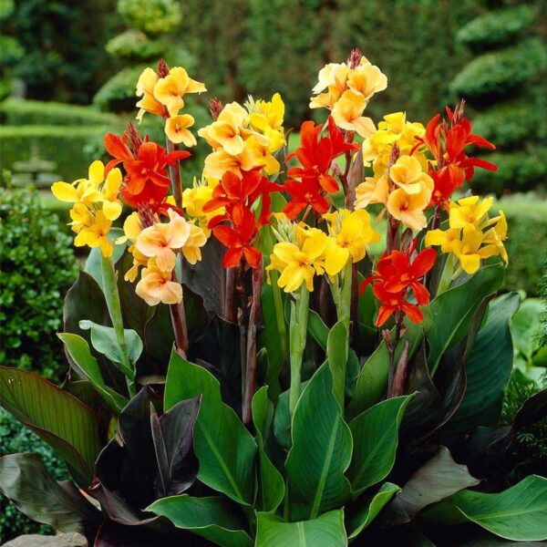 Votaniki Mix Canna Lily Bulbs - Long Lasting Blooms, Perennial Canna Bulb for Planting | Stunning Garden Display - Easy to Grow and Low Maintenance