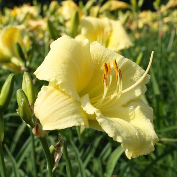 Votaniki Hemerocallis 'Stella Supreme Daylily' - Vibrant and Resilient Perennial, Daylily Bare Root for Plant | Blooms Year After Year - Captivating Garden Beauty