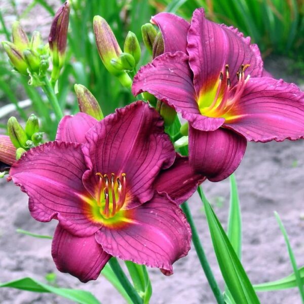 Votaniki Little Grapette Daylily Bare Root - Perennial Daylily, Long Lasting Blooms, Captivating Garden Addition | Outdoor Gardening Daylily Flower Plants