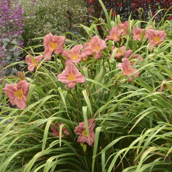 Votaniki Rosy Returns Daylily - Perennial, Rebloomer Daylily, Large & Fragrant Blooms | Hemerocallis 'Rosy Returns' Bare Root for Planting - Early Summer Flower