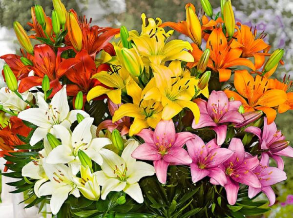 Votaniki Lily Asiatic Sunset Mix Bulbs - Vibrant Colors Large Bloom, Perennial Lily, | Summer Explosion Lily Mix Bulbs for Planting | Gardening Flower Bulbs