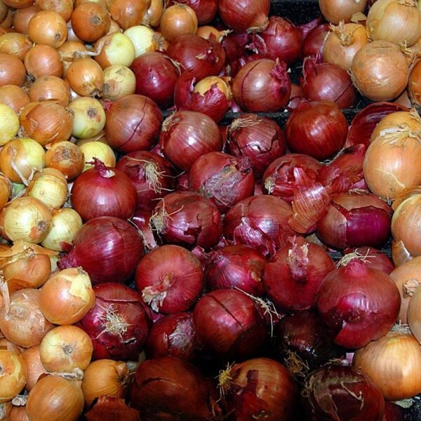 Vegetable - Onion Bulbs, Red Baron Onion Sets - Large Onion and Globe Shaped