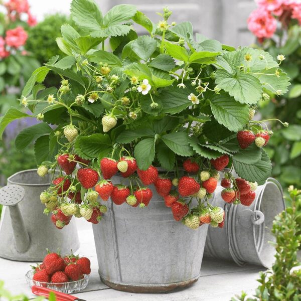 Votaniki Strawberries Honeoye Bare Root - Large Berry, High Yielding Perennial Junebearing Strawberry Plants | Perfect fo Container & Ground Cover - Easy to Grow