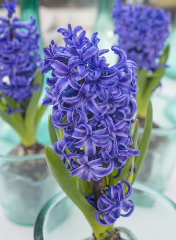 Votaniki Blue Pearl Hyacinth - Long Lasting & Fragrant Blooms, Perennial Hyacinth Bulbs for Planting | Spring Flowering Bulbs - Easy to Grow