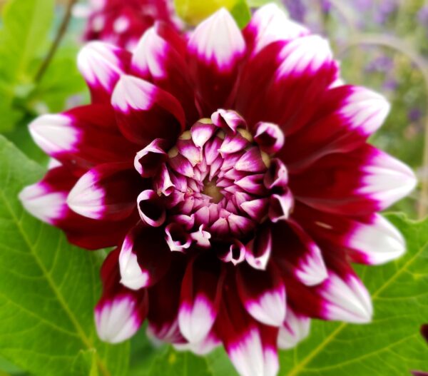 Votaniki Dahlia Duet Decorative Bulbs - Red & White Color Dahlia Bulbs | Perfect for Garden Borders, Mass Planting, and Cut Flowers