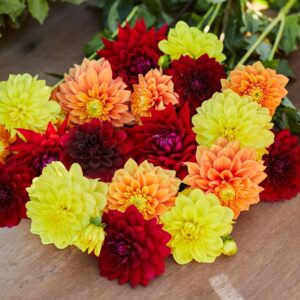 Votaniki Dahlia Assorted Sangria Mix Tubers - Perennial, Long Blooming Dahlia for Stunning Garden Displays - Fast Growing & Low Maintenance