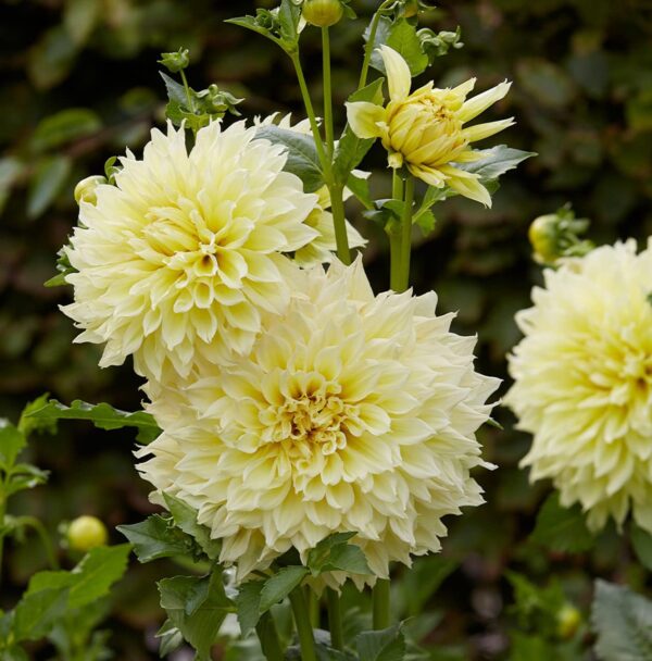 Votaniki Kelvin Floodlight Dahlia Bulbs for Planting - Perennial, Large Blooms, Dinnerplate Dahlia Bulbs | Long-Lasting Blooms