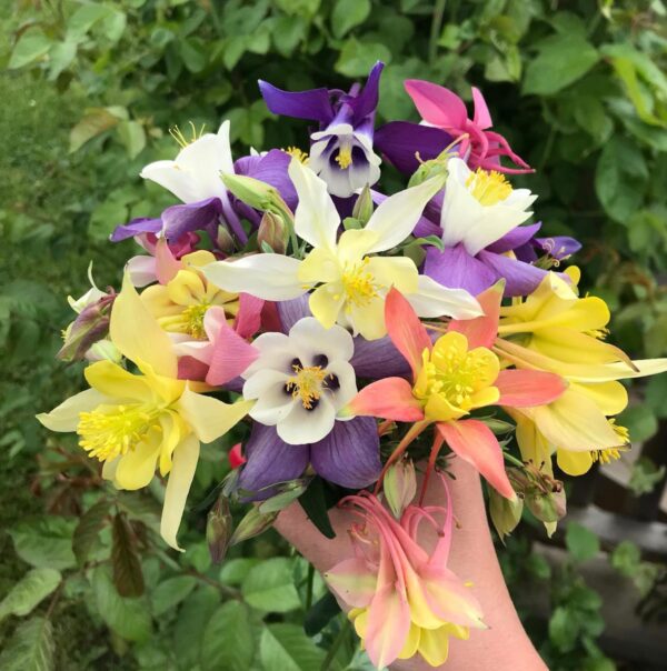 Votaniki Aquilegia Giant Mix Bulbs - Perennial Flower Plants, Large Flowering Bulbs | Long-Lasting Aquilegia Blooms, Attractive to Pollinators, Easy to Grow - Aquilegia Flowering Bulbs for Planting