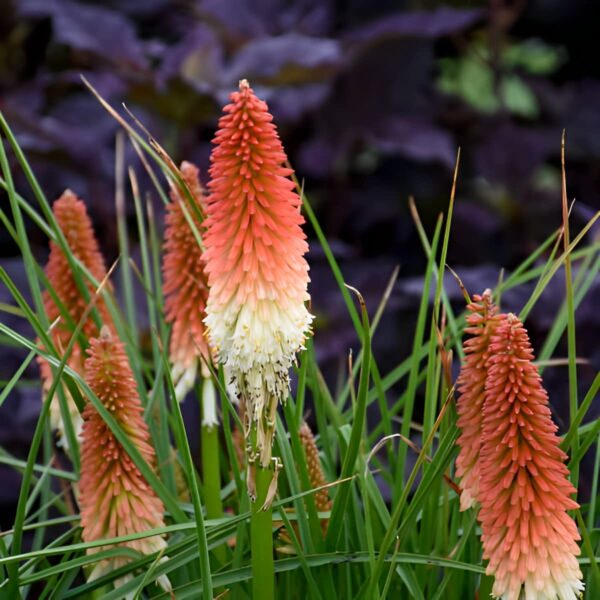 Votaniki High Roller Kniphofia Bare Root - Perennial, Vibrant Red and Yellow Flowers | Red Hot Poker - Perfect for Landscaping, Borders, and Containers