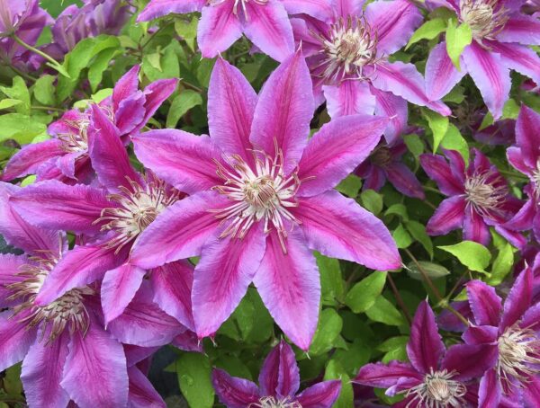 Votaniki Fireworks Clematis Roots for Planting - Perennial, Large Bloom Clematis | Beautiful Deep Pink and Purple Flowering Vine - Starter Plants Ready for Garden