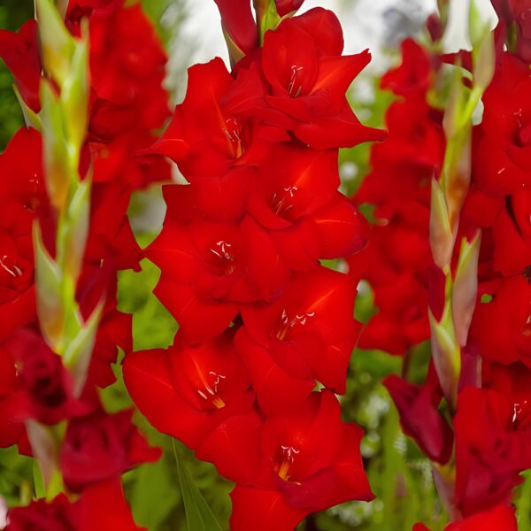 Votaniki Yoyo Gladiolus Mix Bulbs - Versatile, Long Blooming, Perennial Gladiolus Large Flowering Bulbs - Easy to Grow and Maintain