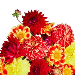 Votaniki Dahlia Burning Sun Mix Tubers - Vibrant Colors for Any Garden, Perennial Dahlia Flower Tuber for Planting - Stunning Summer Blooms, Low Maintenance & Easy to Grow