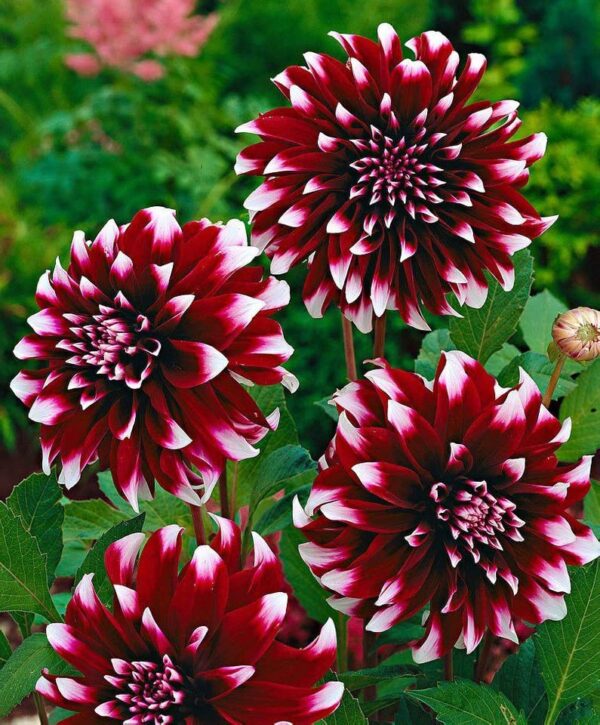 Votaniki Dahlia Duet Decorative Bulbs - Red & White Color Dahlia Bulbs | Perfect for Garden Borders, Mass Planting, and Cut Flowers