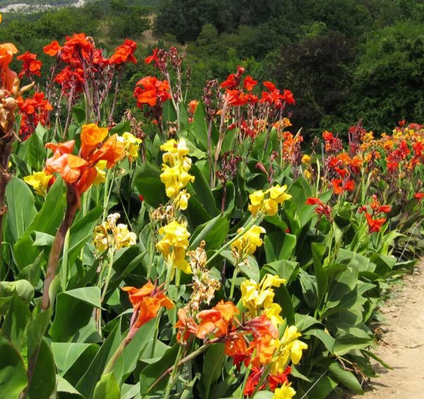 Votaniki Tall Canna Lily Mix Bulbs for Planting - Large Blooms, Perfect for Cut, Easy to Grow | Mixed Canna Lily Flowering Bulbs