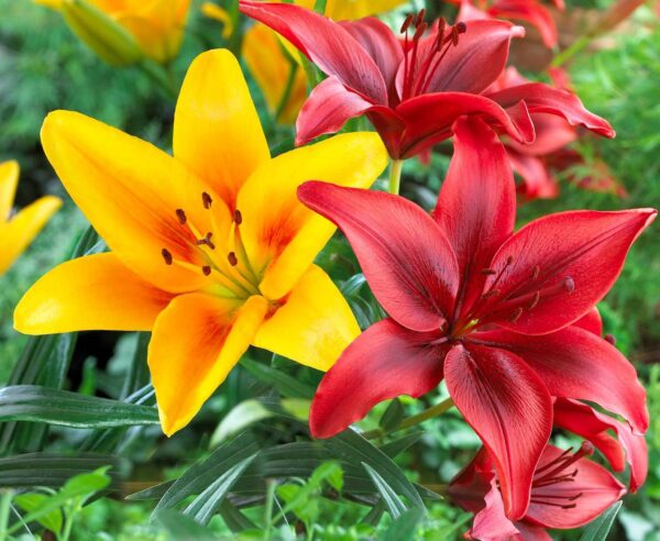 Votaniki Asiatic Mix Lily Flower Bulbs - Vibrant Flowers for Any Garden | Perfect for Cut Flowers and Naturalizing - Perennial Lily Flower Bulbs