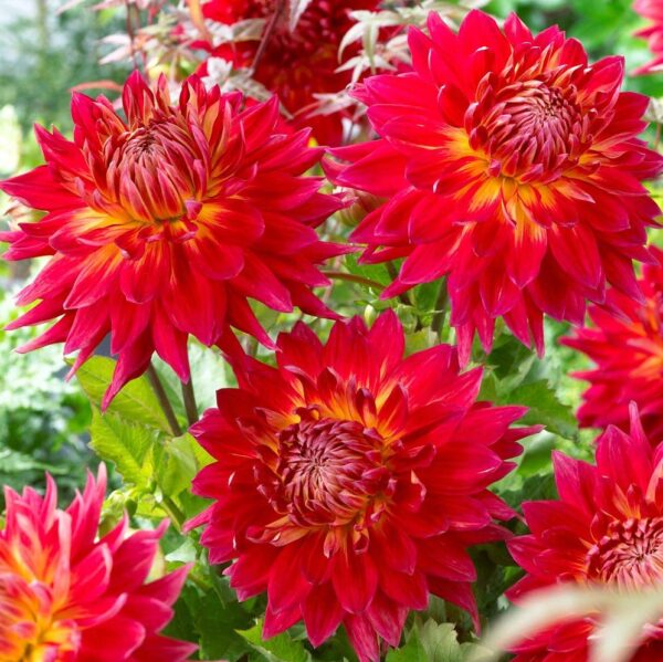 Votaniki Manhattan Island Dinnerplate Dahlia Bulbs for Planting - Attracts pollinators, Long-Lasting Blooms, Large Flowering Dahlia Bulbs, Perfect for Garden