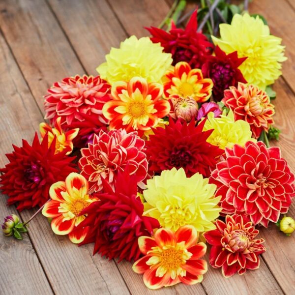 Votaniki Dahlia Burning Sun Mix Tubers - Vibrant Colors for Any Garden, Perennial Dahlia Flower Tuber for Planting - Stunning Summer Blooms, Low Maintenance & Easy to Grow