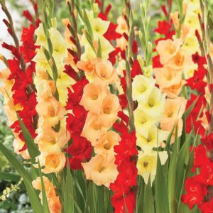 Votaniki Tropical Sunrise Gladiolus Mix Bulbs - Perennial Tropical Berry Gladiolus Bulbs for Planting | Multi-Colored Gladiolus, Large Blooms, Easy to Grow