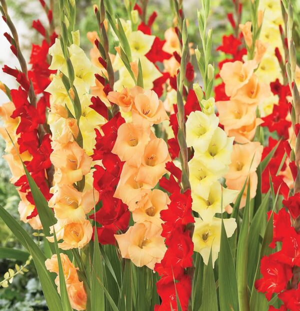 Votaniki Tropical Sunrise Gladiolus Mix Bulbs - Perennial Tropical Berry Gladiolus Bulbs for Planting | Multi-Colored Gladiolus, Large Blooms, Easy to Grow