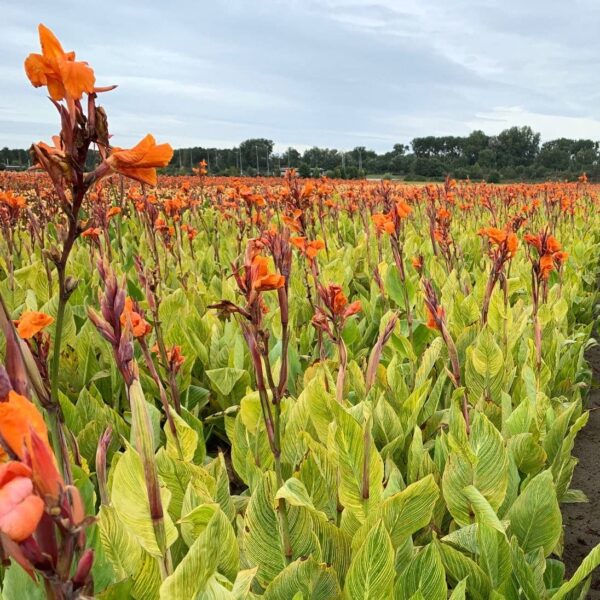 Votaniki Pretoria Canna Lily Bulbs - Perennial Canna Lily, Bold and Dramatic Effects in Any Garden - Long Blooming, Versatile, Attract Pollinators - Low Maintenance Plants