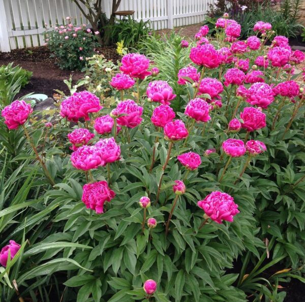 Votaniki Karl Rosenfield Peony Bulbs - Double Blooms, Fragrant Flower | Versatile and Hardy Garden Plant, Peony Large Flowering Bulbs for Planting, Perfect for Cut Flowers