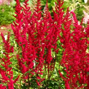 Votaniki Glut Astilbe Bulbs - Beautiful Foliage and Vibrant Blooms, Perennial Astilbe Flower Bulbs for Planting - Easy to Grow & Low Maintance Versatile Plants for Any Garden Setting