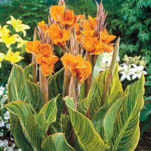 Votaniki Pretoria Canna Lily Bulbs - Perennial Canna Lily, Bold and Dramatic Effects in Any Garden - Long Blooming, Versatile, Attract Pollinators - Low Maintenance Plants